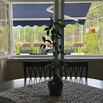 Wine Garden Old With Large Terrace *